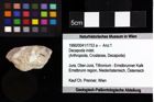 Foto (Objket + Etiketten) von Goniodromites sp. 